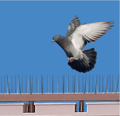 Bird Spikes